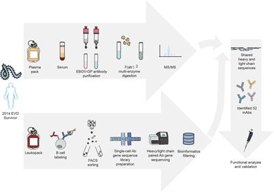 Proteo-Genomic Analysis Identifies Two Major Sites of Vulnerability on Ebolavirus Glycoprotein for Neutralizing Antibodies in Convalescent Human Plasma